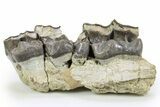 Fossil Titanothere (Megacerops) Partial Maxilla - South Dakota #300033-2